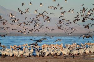 Gulls Flying over Pelicans