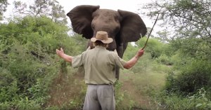 man-remains-calm-and-stands-ground-in-intense-showdown-with-charging-elephant