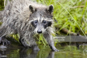 wet raccoon